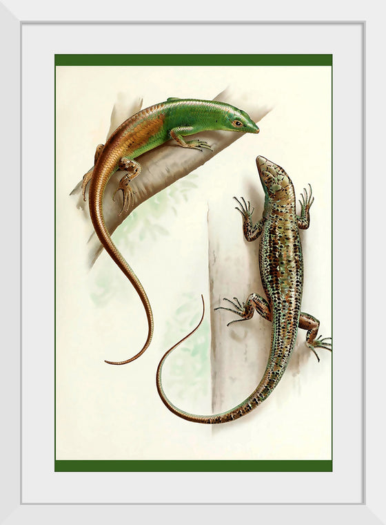 "Gecko & Lizard"