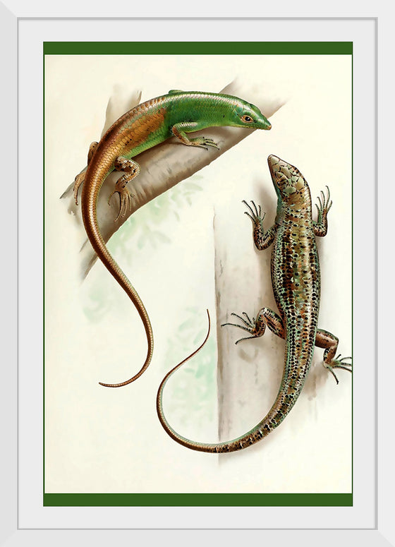 "Gecko & Lizard"