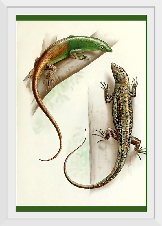 "Gecko & Lizard"