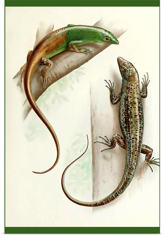 "Gecko & Lizard"