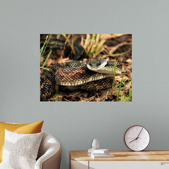 "Chicken Snake Close-Up"