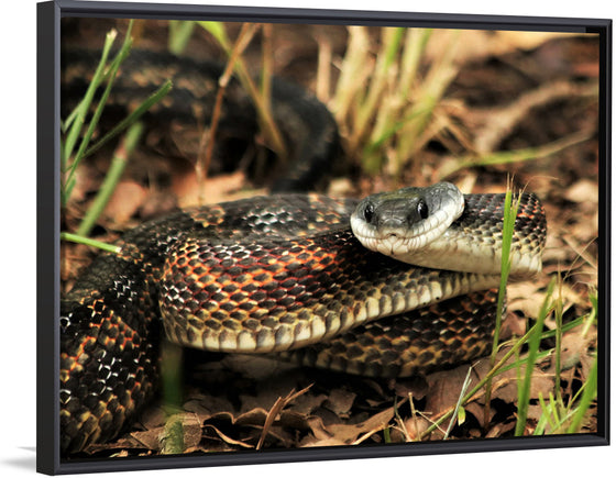 "Chicken Snake Close-Up"