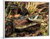 "Chicken Snake Close-Up"