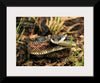 "Chicken Snake Close-Up"