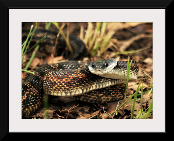 "Chicken Snake Close-Up"