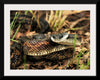 "Chicken Snake Close-Up"