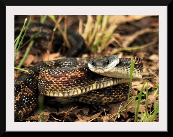 "Chicken Snake Close-Up"