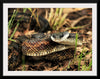 "Chicken Snake Close-Up"