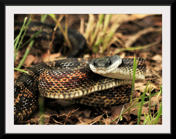 "Chicken Snake Close-Up"