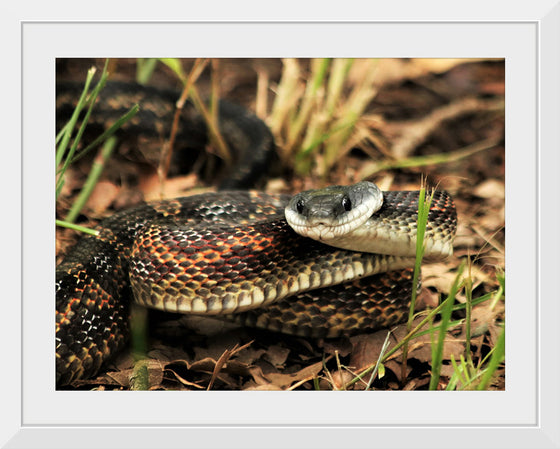 "Chicken Snake Close-Up"