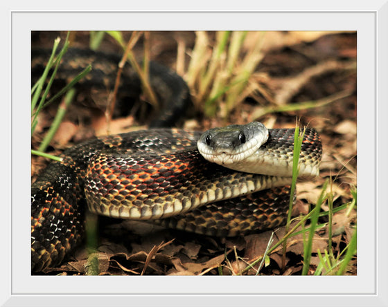 "Chicken Snake Close-Up"