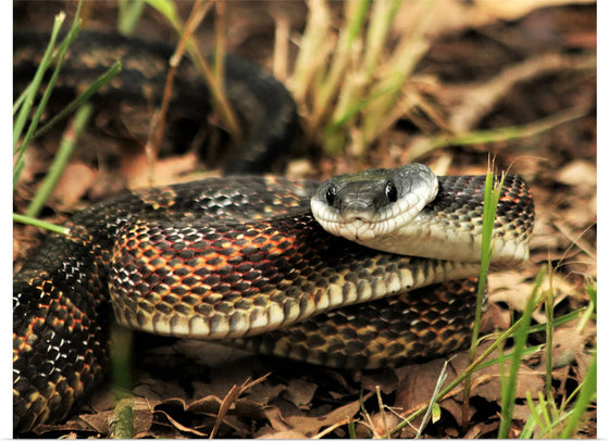 "Chicken Snake Close-Up"