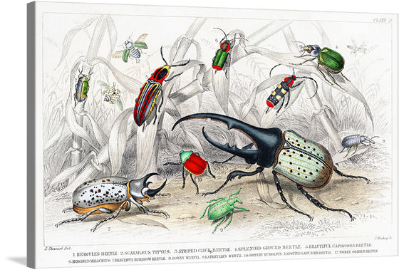 “Beetles” is a beautiful and intricate print by Oliver Goldsmith that showcases the diversity of the beetle world. The print features a variety of beetles in different colors and sizes arranged on a background of leaves and branches.