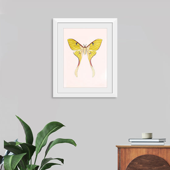 "Yellow Moth"