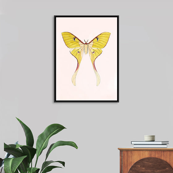 "Yellow Moth"