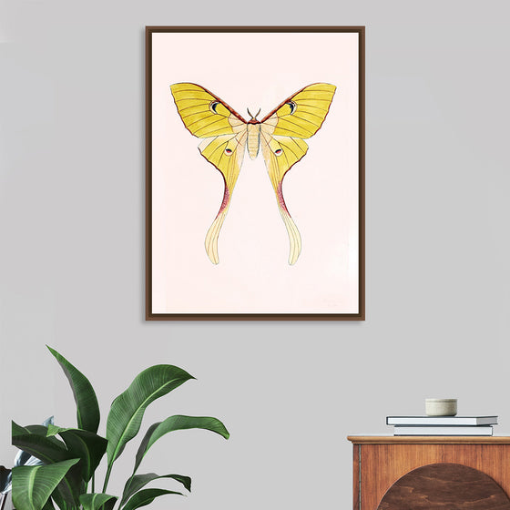 "Yellow Moth"