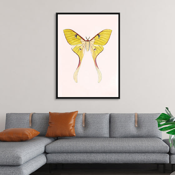 "Yellow Moth"