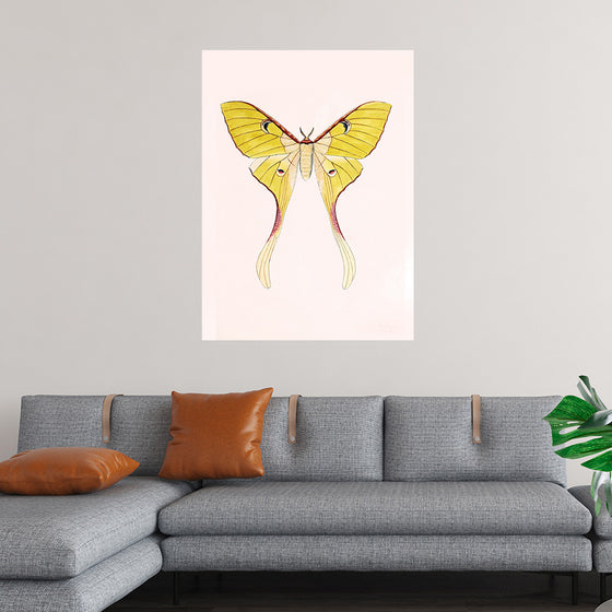 "Yellow Moth"