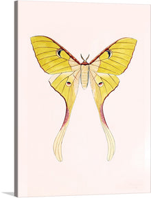  This antique illustration of a moth is a stunning and captivating work of art. The moth's wings are spread wide, revealing intricate patterns and delicate details. The soft, muted colors of the illustration create a sense of serenity and peace.