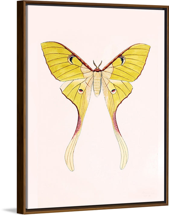 "Yellow Moth"