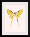 "Yellow Moth"