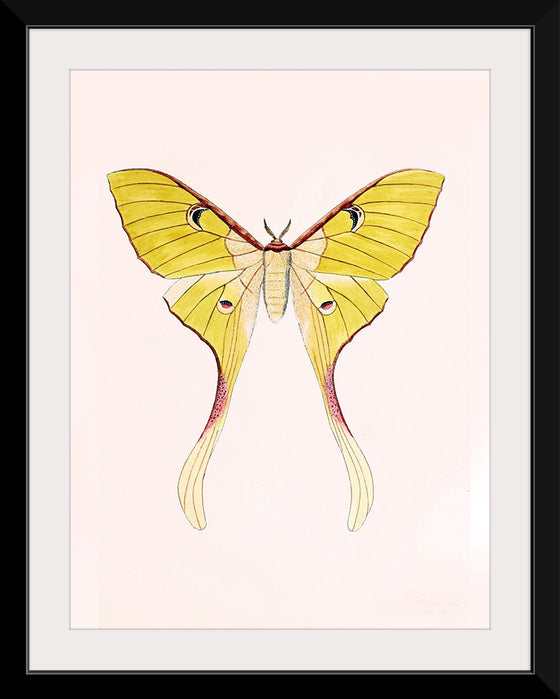 "Yellow Moth"