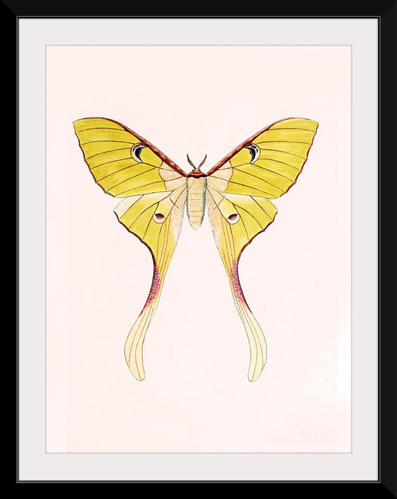 "Yellow Moth"