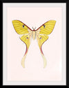 "Yellow Moth"