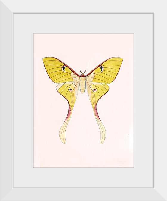 "Yellow Moth"