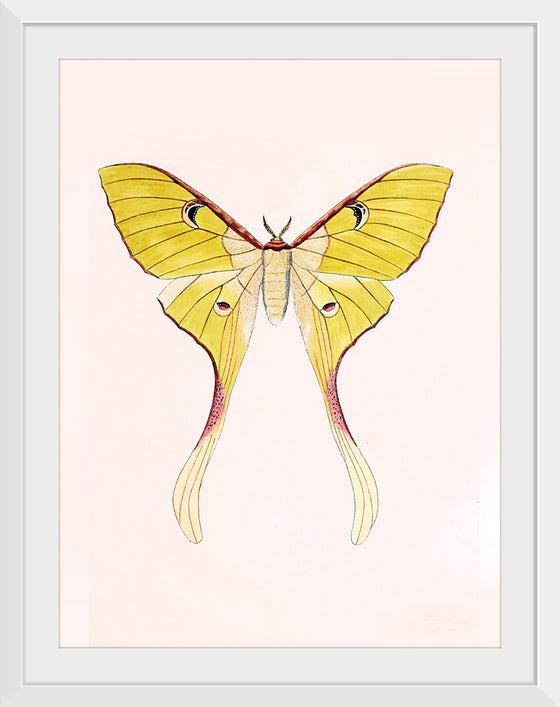 "Yellow Moth"