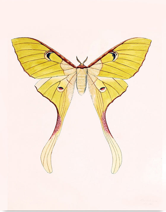 "Yellow Moth"