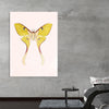 "Yellow Moth"