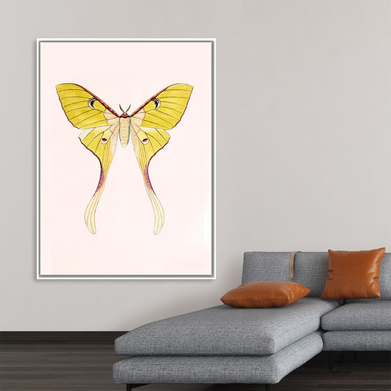 "Yellow Moth"