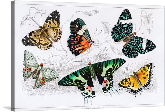 “Butterfly” by Oliver Goldsmith is a beautiful print that showcases the artist’s skill in capturing the delicate beauty of butterflies. The print features a variety of colorful butterflies, each with their own unique patterns and colors. 