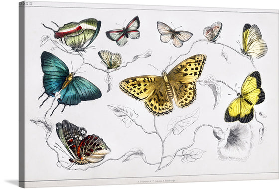 “Butterflies” by Oliver Goldsmith is a beautiful print that would make a great addition to any home. The print features a variety of colorful and detailed butterflies, making it a perfect piece for nature lovers and art enthusiasts alike.