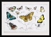 "Butterflies", Oliver Goldsmith