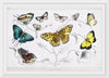 "Butterflies", Oliver Goldsmith