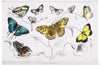 "Butterflies", Oliver Goldsmith