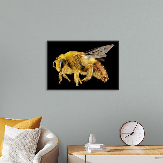 "Bee Plasterer"
