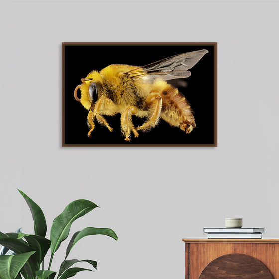 "Bee Plasterer"