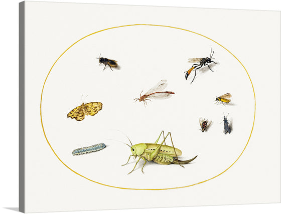 This exquisite print, titled “Dance of Nature's Creatures 3 (1820)”, captures the intricate beauty of various insects encased within a golden ellipse. From the detailed wings of the butterfly to the slender body of the grasshopper, each creature is rendered with meticulous precision. 