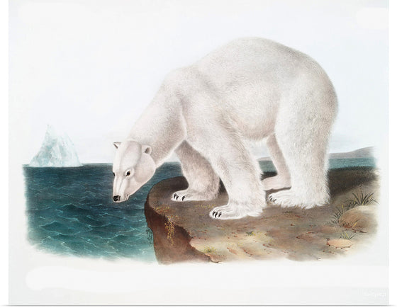 "Polar Bear at the North Pole"