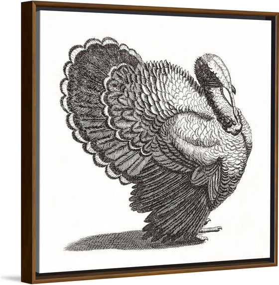 "A Turkey", Johan Teyler