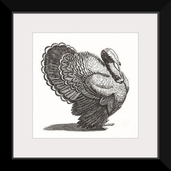 "A Turkey", Johan Teyler