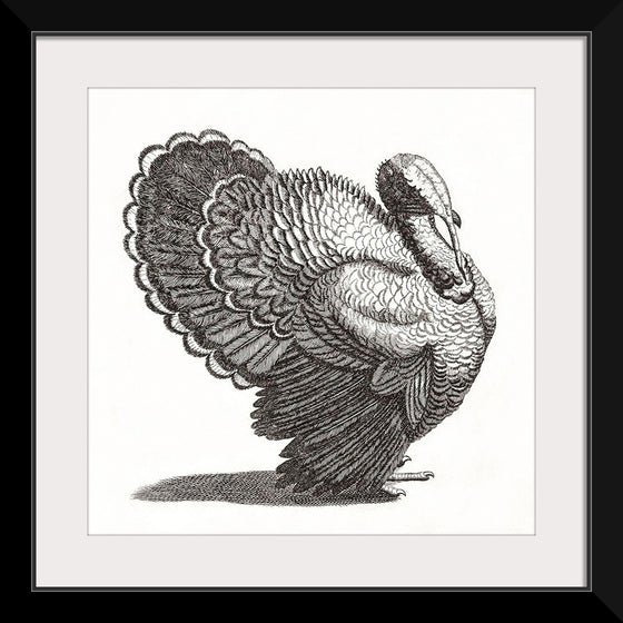 "A Turkey", Johan Teyler