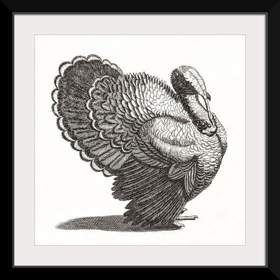 "A Turkey", Johan Teyler