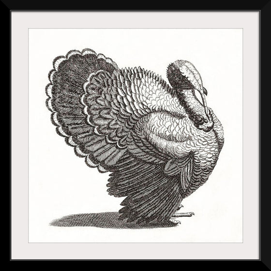 "A Turkey", Johan Teyler