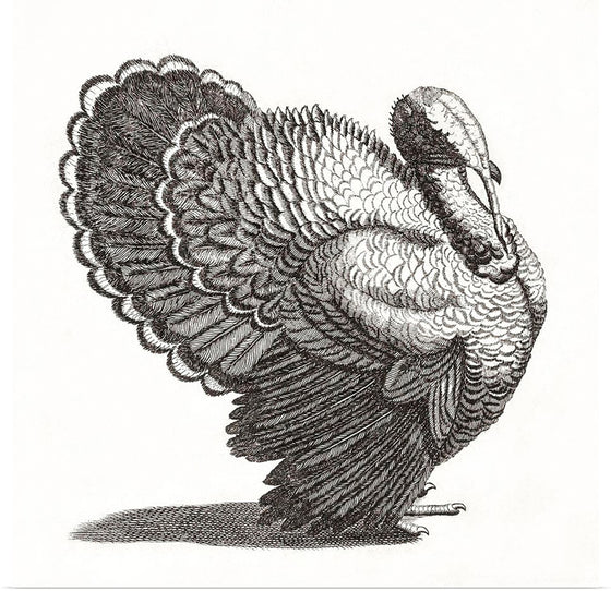 "A Turkey", Johan Teyler