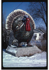 "Turkey at 4 State Poultry Supply, Route 65, Springdale, Arkansas (1984)", John Margolies