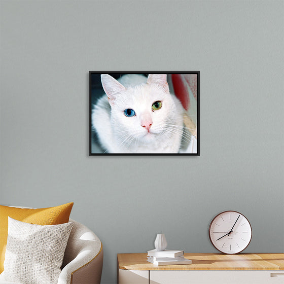 "Close Up of a White Cat with Eyes of Different Colors"